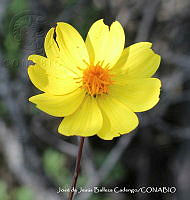 JJBC0152 Dahlia coccinea.JPG