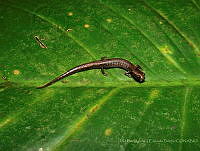 JLALyEPA0011 Parvimolge townsendi.jpg