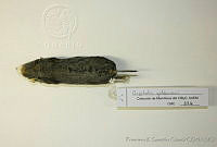 FXGC0021 Cryptotis goldmani.jpg
