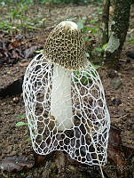 HSF01 Phallus indusiatus.jpg