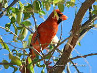 MCS IM0012 Cardinalis cardinalis ssp. Mariae.jpg