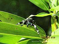 MALF01 Phidippus audax.jpg