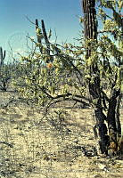 3397 Ramalina reticulata.jpg