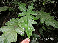 JF092 1256 Philodendron anisotomum.jpg