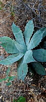 RG019 0133 Agave seemanniana.jpg