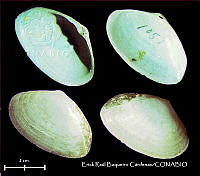 KT014 0544 Mactrotoma fragilis.JPG