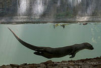 MASM05001 Lontra longicaudis.jpg