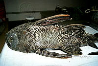 HE009 P 0144 Hypostomus punctatus.jpg