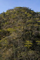 Totolapan_selva seca (3).jpg