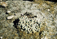 FGM2666 Mammillaria sp..JPG