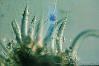 UNAMGAMZ-36 Homoeothrix sp..jpg