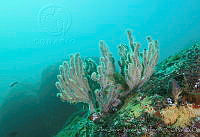 CNS1082 Muricea californica.jpg