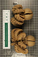 KT014 0116 Octopus selene.JPG