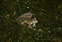 LAMH007 Lithobates brownorum.jpg