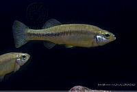 IMDOC2296 Ilyodon whitei.jpg