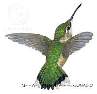 MAPM1323 Selasphorus calliope_hembra.jpg