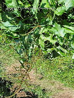 SG019 0056 Rumex crispus.jpg