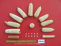 TampJVG173 Zea mays.jpg