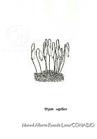 MARL0115 Bryum capillare.jpg