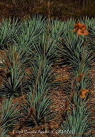 FBA1423 Paisaje agavero.jpg
