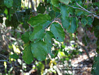 MRG-2017-1485 Karwinskia latifolia (MEGA-22nov17-b).JPG