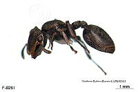 ME006 Hormi 0175 Cephalotes biguttatus.jpg
