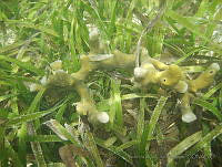 VDLCF1261 Neopetrosia subtriangularis.jpg