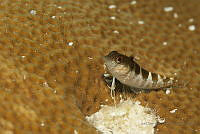 IDG1579 Labrisomidae.jpg