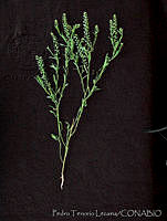 PTL0905 Lepidium virginicum.jpg