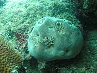 VDLCF0783 Erylus formosus.jpg