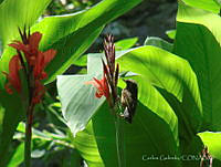 CGL2585 Diglossa baritula.jpg