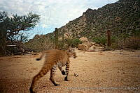 UNAMHBRM-12 Lynx rufus.jpg