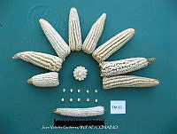 TampJVG101 Zea mays.jpg