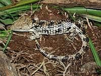 LCM0128 Abronia martindelcampoi.jpg
