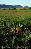 RHLS0002 Terrapene ornata.jpg