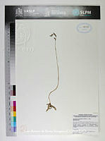 JAdNV0497 Mesadenus polyanthus.JPG
