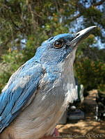 KMS0006 Aphelocoma wollweberi.jpg