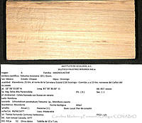 CMyFO 00937 Magnolia mexicana.JPG
