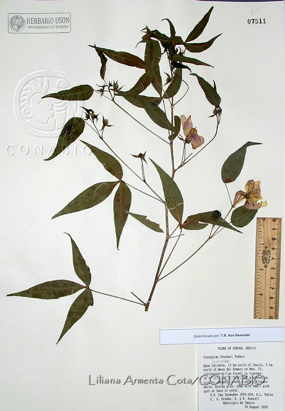 LAC014%20Gossypium%20thurberi.JPG.rifGpMj1Md9PaXdhQA3g0JtbmFja29CbnFuZ3NAbXJ6LGtwZwA.Uh5xkcW0ol