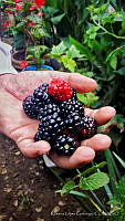 RLG01 Rubus sp..jpg
