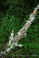 DK0779 Ascomycota.jpg