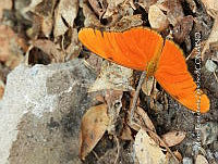 MCS IM0181 Dryas iulia ssp. Moderata.jpg
