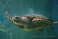IMDOC0989 Lepidochelys olivacea.jpg