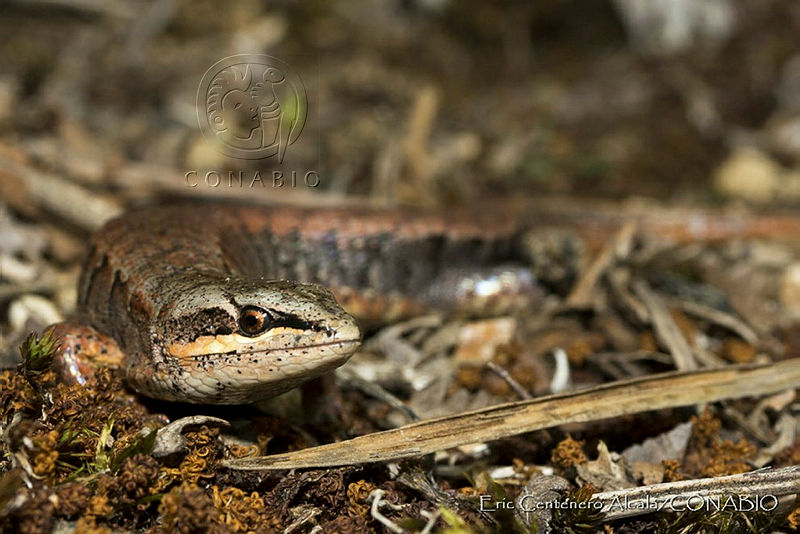 ECA0021%20Mesaspis%20gadovii.jpg.iSfq86X MZ3HA49hQA3g0JtbmFja29CbnFuZ3NAbXJ6LGtwZQA.brgTsYRp 6