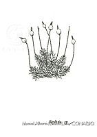 MARL0657 Tayloria sp..jpg