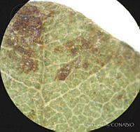 SL3436 Clethra hartwegii.jpg