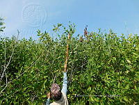 UM002 S0068 Laguncularia racemosa.jpg
