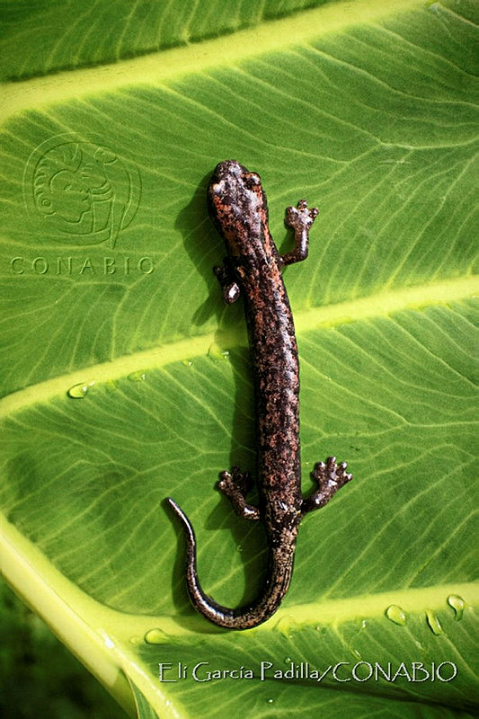 EGP0431%20Bolitoglossa%20oaxacensis.JPG.jyeQ8sP1MYW5pytjQA3g0JtbmFja29CbnFuZ3NAbXJ6LGtwZwA.REuVgE8910