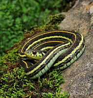 CGOM001 Thamnophis eques.jpg