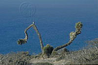CSP0013 Yucca valida.jpg